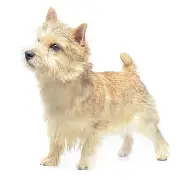 半岛体育APP-冯宝成真实身份大揭秘